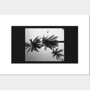 Palmtree black&white Posters and Art